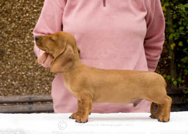 Miniature Smooth Haired Dachshund Puppy Fudge