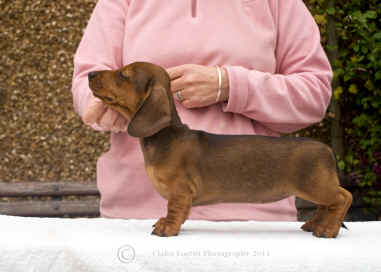 Miniature Smooth Haired Dachshund Puppy Cherry